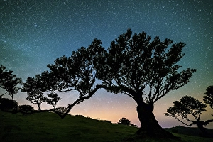 Tree in Fanal Forest, Blue and Pink Sky Full of Stars at Night