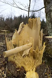 Tree felled by a storm, close-up