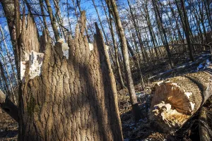 Tree felled by a storm in the forest