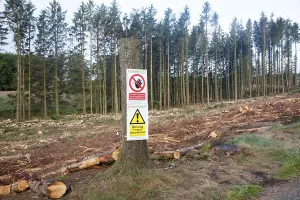 Tree felling forestry operations in Dartmoor national park