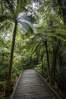 Tree ferns (Cyatheales) next to hiking trail in Kauri Forest