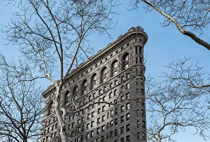 Tree and Flatiron Building, Manhattan