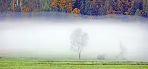 Tree in fog near Bizau