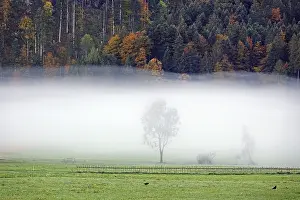 Tree in fog near Bizau