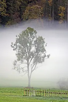 Tree in fog near Bizau