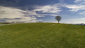 Tree in a forage meadow near Kempten in Allgaeu