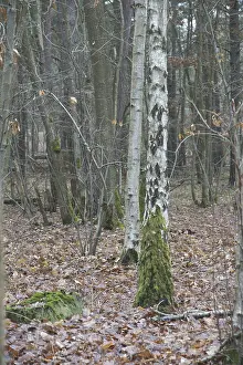 Tree, Forest, Boissy sous Saint Yon
