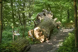 Tree, forest path, Weserbergland near Wuergassen