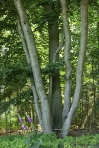 Tree, Forest, Sieversen, Rosengarten