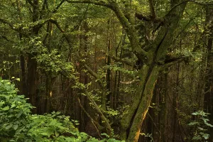 A tree in the forest at sunset