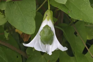 Tree Frog