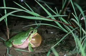 Tree Frog, calling, Hessen, Germany (Hyla arborea)