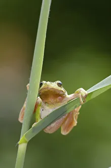 Tree Frog (Hyla arborea)