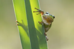 Tree frog (Hyla arborea), Lower Saxony