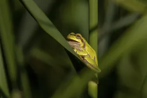 Category Historic EN Prints: Tree frog (Hyla arborea), open mouth