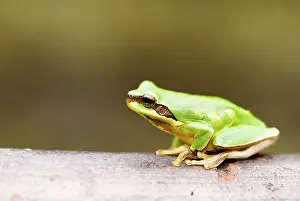 Tree frog (Hyla chinensis), Taiwan, Asia