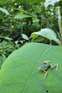 Tree frog, Tree frogs, Tree frogs
