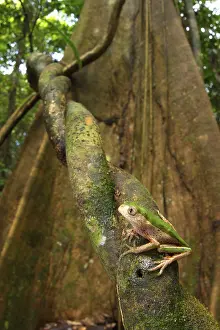 Tree Frog, Tree Frogs, Tree Frogs