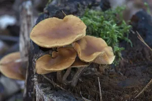 Tree fungi (Gymnopus dryophilus) on a tree stump in a mixed forest