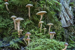 Tree fungi and moss in a mixed forest