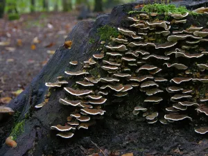 Tree fungus in the forest, tree trunk