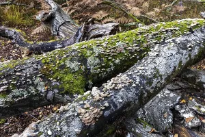 Tree fungus, Split Gill (Schizophyllum commune)