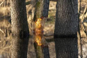 Tree gnawed by beaver, Rosenheim