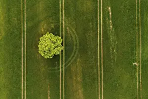 Alone tree on the green field. Agricultural landscape from air
