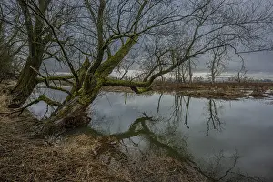 A tree grows in the riparian forest on the banks of the Danube altar