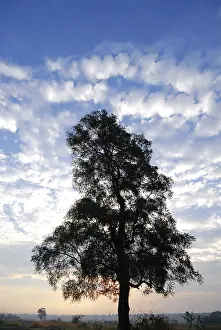 Tree, India