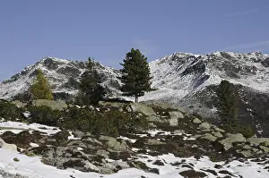 Tree, Isskogel, Gerlos, Zillertal