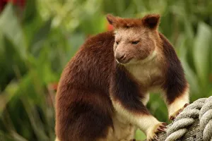Tree-kangaroo (Dendrolagus) in the zoo of Melbourne