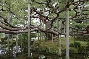 Tree, Kenroku-en Garden, Kanazawa