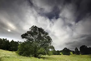 Tree at the Kolonnenweg, hiking trail through meadows and forests