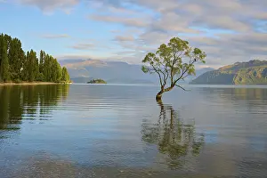 Tree in lake with forested shore and mountains