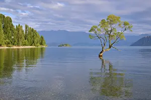 A tree on the lakeshore with a clear reflection in the water