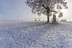 Tree with leaves in the morning light in front of mountains