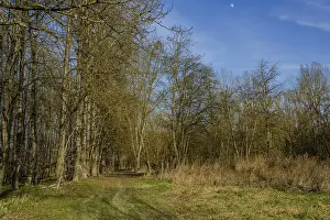 A tree-lined path beneath a blue sky with moon