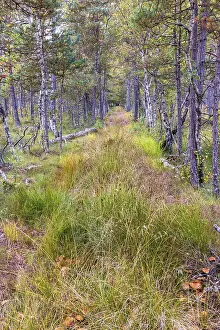 Tree lined path in a pine woodland at autumn