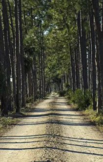 Tree-lined wooded road headed into a marsh at the Fred C