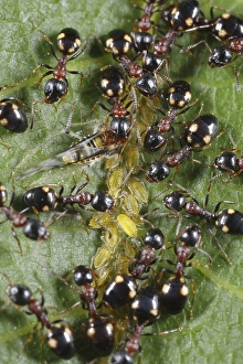 Tree-living Ant (Dolichoderus quadripunctatus) adult workers