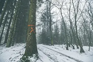Tree marked for forestry in a misty forest in the winter with snow on the ground