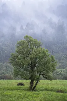 A tree in a meadow with forest and rising clouds in the background