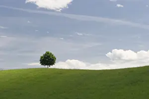 Tree on a meadow, Lake Lucerne
