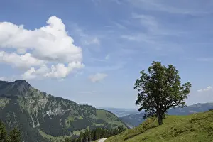 Tree, Mellau, Bregenzerwald, mountains