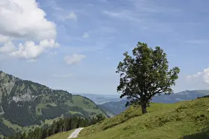 Tree, Mellau, Bregenzerwald, mountains