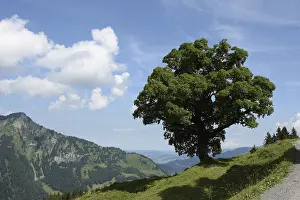 Tree, Mellau, Bregenzerwald, mountains