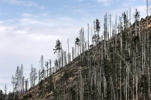 Tree mortality in the Harz Mountains