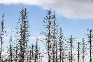 Tree mortality in the Harz Mountains