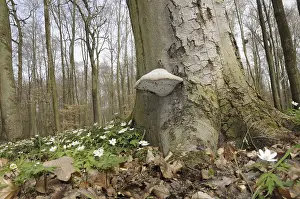 Tree mushroom, wood anemone, mushroom